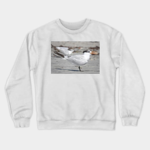 Royal tern Crewneck Sweatshirt by SDym Photography